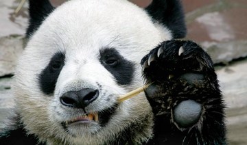 Popular panda on loan from China dies in Thai zoo