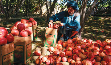 Afghan pomegranate growers squeezed as prices drop