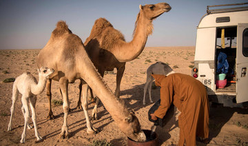 Camel herding in Western Sahara a passion with pedigree
