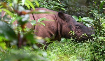 Sumatran rhino is extinct in Malaysia as lone survivor dies