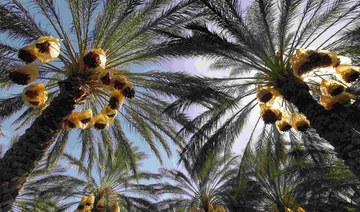 Date palm, Arab region symbol of prosperity, listed by UNESCO