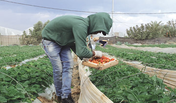 Palestinian strawberry farmers hope for rich pickings as export markets open up this season