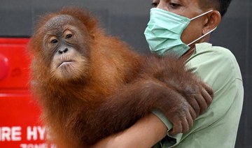 Bali’s drugged, smuggled orangutan headed back to the wild