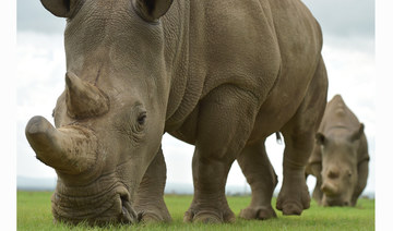Rhino believed to be ‘world’s oldest’ dies aged 57 in Tanzania