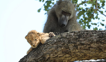 Baboon grooms little lion cub in South Africa’s Kruger park