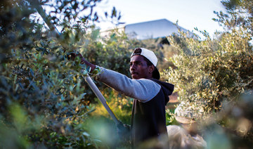 Olive oil ‘for peace’ in divided Cyprus