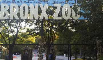 Tiger at NYC’s Bronx Zoo tests positive for coronavirus