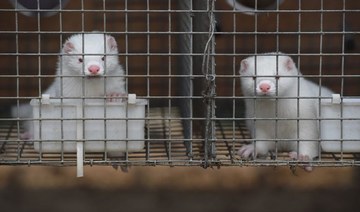 Two Dutch mink farms infected with coronavirus
