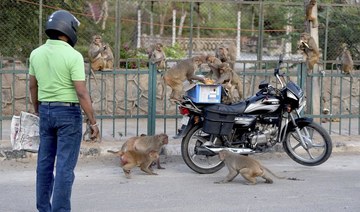 Indian monkeys snatch coronavirus samples