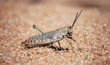 Saudi specialist teams to fight locust invasion