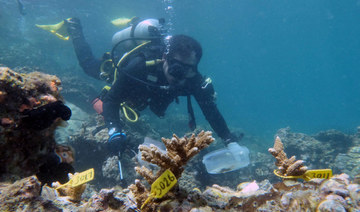 Divers cut, plant coral off UAE coast to build reef