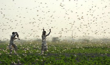 Pakistan, Saudi Arabia discuss cooperation against crop-devouring locusts