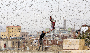 Locust invasion in Yemen stokes food insecurity fears