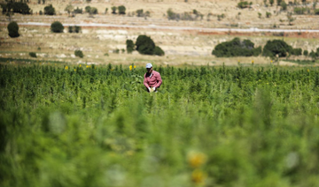 Lebanese farmers sow seeds for new cannabis growers’ syndicate