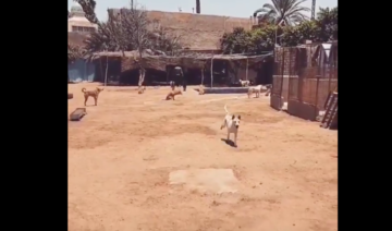 Emotional video shows blind dog welcome shelter carer in Egypt