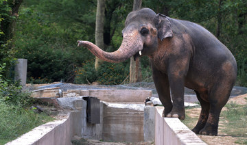 For Pakistan’s lonely elephant Kaavan, freedom awaits in a Cambodia sanctuary