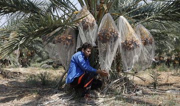 Date palm investments in Jordan reach $500 million