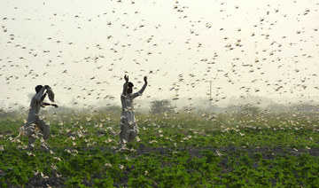 Pakistan plans to use locusts to nourish crops 
