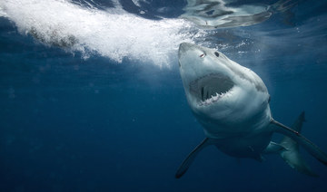 ‘Air Jaws’ filmmaker Jeff Kurr just wants you to love sharks