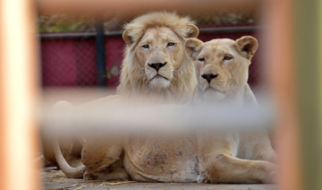 Wildlife department confiscates pet lions, tigers from Karachi resident