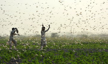 Down, but not out: Pakistan reports progress in its anti-locust fight