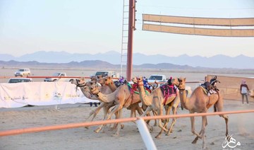 Steps underway to organize camel races in KSA