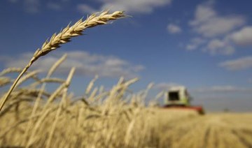 Egypt sets up commodities exchange for wheat, oils, sugar and rice