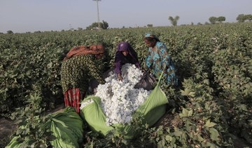 Farmers say Sindh rains and floods have damaged 60% cotton, 90% chili crops 