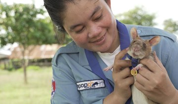 Landmine detection rat wins top UK animal bravery award