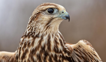 Saudi wildlife center to issue falcon passports online