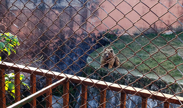 Islamabad zoo’s last inhabitants, bears Suzie and Bubloo, leave for Jordan