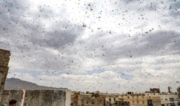 Disaster looms as locusts threaten livelihood of millions in region