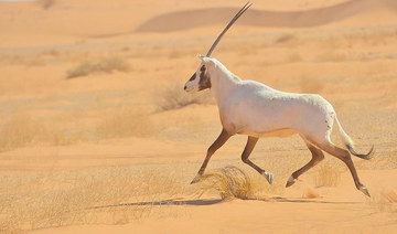 Saudi Arabia implements strict rules to protect wildlife