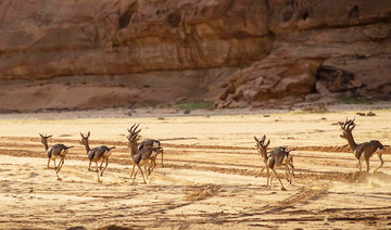 After 60 years, native gazelles return to Arabia
