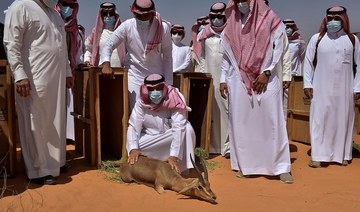 Release of wildlife kickstarts rehabilitation of Saudi nature reserve 