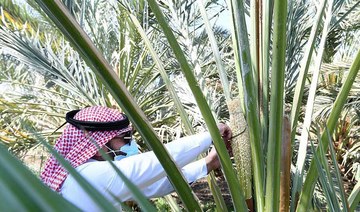 Saudi ministry inspects male palm trees project