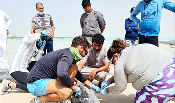 Dozens of dolphins rescued at Ras Al-Shabaan in Saudi Arabia’s Umluj