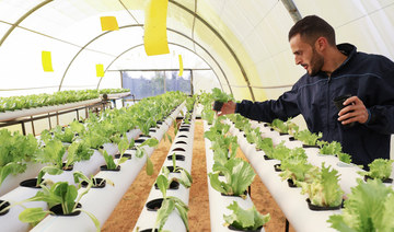 ‘Green Paradise’ brings hydroponics to Libya