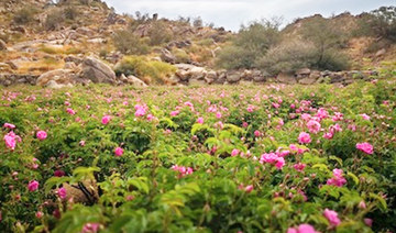Taif — the Saudi city of roses is ready to bloom