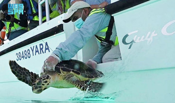 Saudi Arabia’s Red Sea Development Co. rescues, rehabilitates 2 endangered turtles