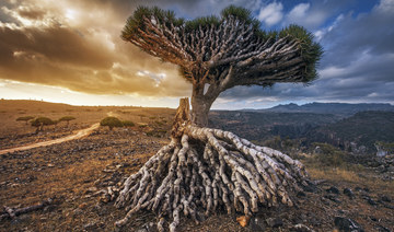 An out-of-this-world trip to Socotra Island