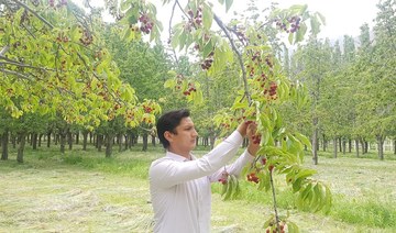 Pakistan’s pandemic-hit cherry farmers hope for bumper season as restrictions lift