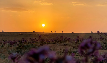 Saudi Arabia highlights desertification risks