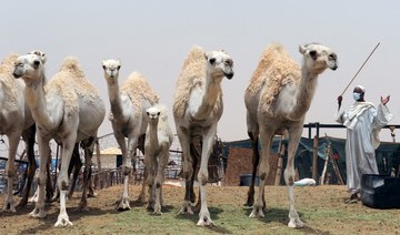 International Camel Organization announces North American association