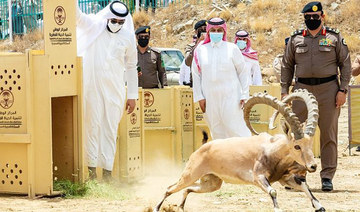 Endangered goat species released in Saudi Arabia’s Baljurashi park