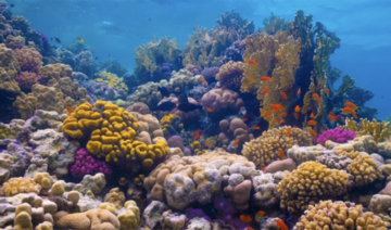 The Red Sea is home to abundant species of coral and marine life, including a large number of species found nowhere else on earth. (Courtesy: Red Sea Project website)