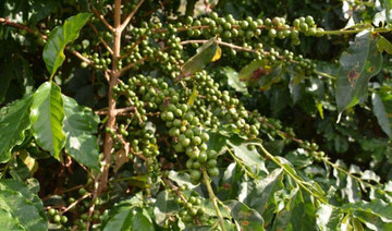 Number of coffee trees in Saudi Arabia more than doubles in three years