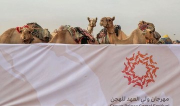 Crown Prince Camel Festival to begin on Aug. 8 in Saudi Arabia