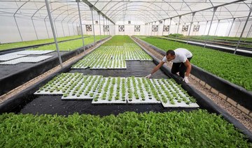 Abd-elrahman Nasef, 31, checks the plants in his aquaponic farm, which recycles water in fish tanks to grow vegetables, in Cairo, Egypt June 30, 2021. (REUTERS)