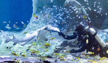 UAE aquarium to house region’s largest shark collection